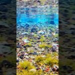 ソーメン滝 #actioncamera #nature #fish #aquarium #アクアリウム #waterspring #癒し #透明な水 #水草　#湧水　#水源　#水中撮影