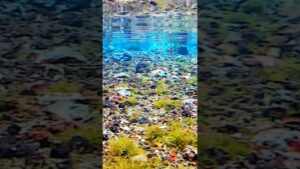 actioncamera-nature-fish-aquarium-waterspring-