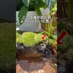 神秘的！ミナミヌマエビの隠れ家が完成 #アクアリウム #水槽部屋 #aquarium #癒し #水槽レイアウト #苔テラリウム #メダカ #ミナミヌマエビ
