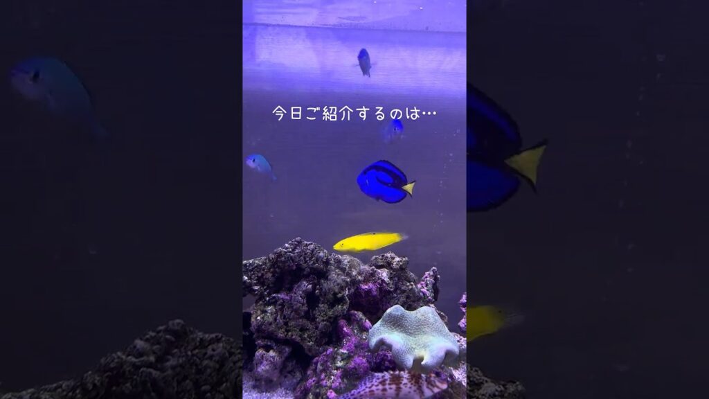 aquarium-1-1