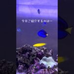 海はじ水槽のお魚紹介　#海水水槽 #アクアリウム初心者 #水槽のある生活 #aquarium #癒し