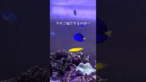 aquarium-1-1