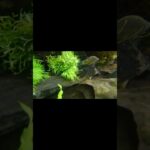 防水デジカメで水中撮影！ #水槽レイアウト #アクアリウム #aquarium #水草　#熱帯魚#デジカメ