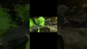 aquarium-1-2