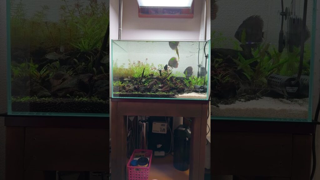 aquarium-20