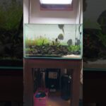 #aquarium 水草水槽レイアウト20日目
