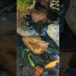 #shorts #fishtank #waterfall #trending