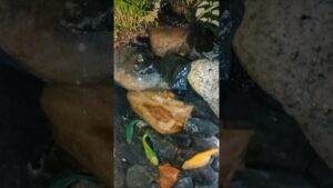 shorts-fishtank-waterfall-trending