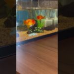 水槽のレイアウトを変えました🥳