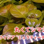 丸くて脇芽も出すし匍匐傾向も強いレイアウト適正の高さが売りの「ルドウィジア  ‘ミュラティーチャイナ’」をご紹介！