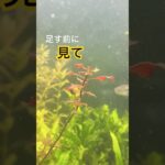 水草が育たない時、いきなり足すと迷います