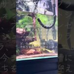 アクアテラリウムの生体導入#アクアリウム #アクアリウムのある暮らし #アクアテラリウム #生体導入#滝レイアウト