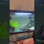 久しぶりのレイアウト変更🐟 #コリドラス　#アクアリウム　#テトラ