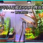 🔰アクア初心者必見🔰テラリウムがおすすめな理由とは！？