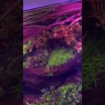 水草レイアウト水槽上見