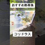 ヒゲがかわいいコリドラス！おすすめ熱帯魚