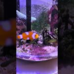 レイアウト変更中🐠🪸🌿🌱