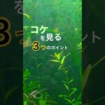 コケを消す前に、ここを見てください