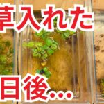 水を浄化するウキクサ、１週間経って水質を測ったら”まさかの結果”へ…
