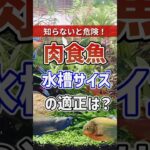 飼う前に見て！肉食魚の適正水槽サイズは？#アクアリウム #肉食魚 #アロワナ