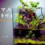 【アクアテラリウムの作り方】滝と草原のガジュマル水槽を作る