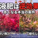 液肥を足しても赤くならない｜水草が緑に戻る本当の理由【アクアリウム】レイアウト