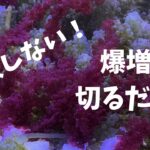 【初心者必見】水槽を森にする！マリンプランツのフラギング（株分け）術