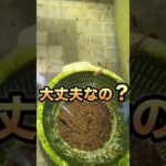 この水ちょっと怖いんだけど… #アクアリウム #ビオトープ #メダカ #メダカ初心者