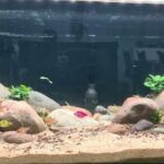 水槽初心者が本気で作ったアクアリウムがこちら