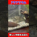 【熱帯魚】アクアリウムを始めて1年が経ったので新たなお魚をお迎えしてみた‼︎【アクアリウム】　#熱帯魚　#アクアリウム