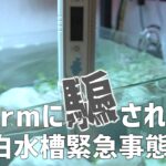 【ヤバイ】真っ白水槽1週間で異常な数値！原因は何なのか？#834【アクアリウム】