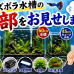【第2回】ズボラ水槽の全部をお見せします!