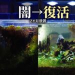 2ヶ月放置で闇に沈んだ水槽→まさかの結果になってた【アクアリウム】水草レイアウト 45cm水槽