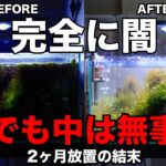 2ヶ月放置で真っ暗になった水槽…開けたら衝撃の結果でした【アクアリウム】水草レイアウト 45cm水槽