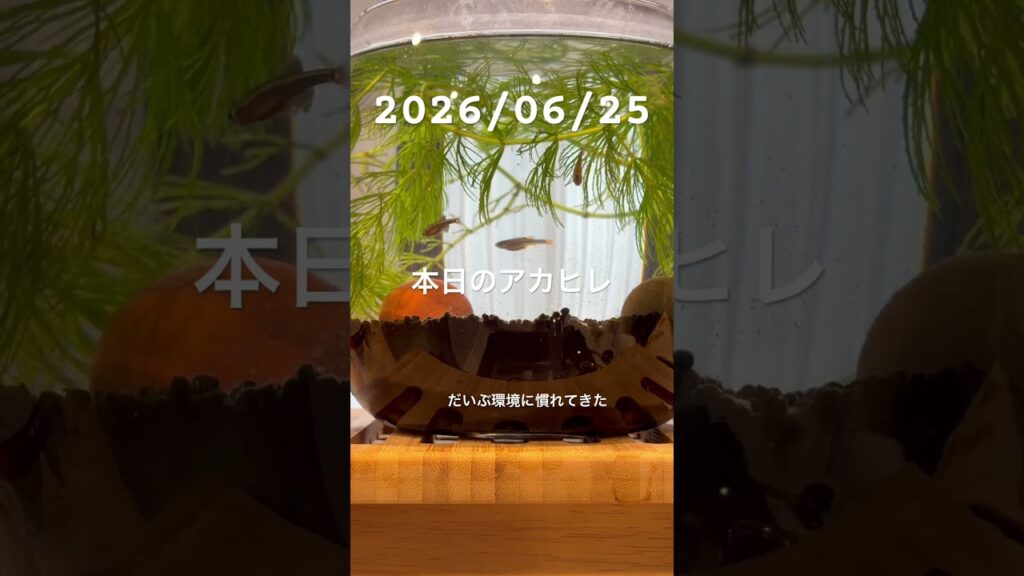 20260625-aquarium-