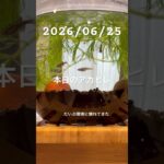 2026/06/25 #癒し #aquarium #アカヒレ #アクアリウム #アクアリウム初心者