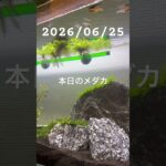 2026/06/25 #癒し #めだか #aquarium #めだかのいる生活 #アクアリウム #アクアリウム初心者