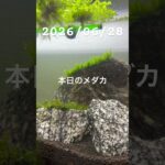 2026/06/28 #癒し #めだか #めだかのいる生活 #アクアリウム #アクアリウム初心者