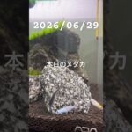 2026/06/29 #癒し #めだか #めだかのいる生活 #アクアリウム #アクアリウム初心者