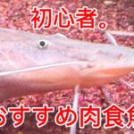 21歳大型魚飼育者が選ぶ初心者向け肉食魚3選！