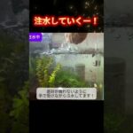初心者の水草レイアウト水槽水換えの様子【30cmキューブ水槽 #アクアリウム 】