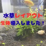 初めての水草レイアウト水槽に生体投入！【30cmキューブ水槽】