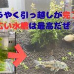 水槽引っ越し完了！避難水槽から念願の30cmキューブ水槽へ移動！