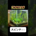 コケ大発生で大ピンチ！初心者水草レイアウト水槽【30cmキューブ】