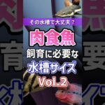 その水槽、本当に足りてる？肉食魚5種の適正水槽サイズ #アクアリウム #肉食魚 #初心者