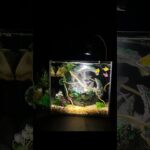 5.8gal Waterfall Sandfall Aquarium Kit