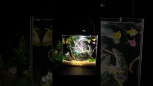 5.8gal-Waterfall-Sandfall-Aquarium-Kit