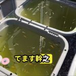 地震大丈夫でしたか？6.17レイアウト変更#メダカ#めだか #アクアリウム