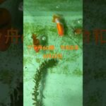 初心者金魚飼育 プラ舟60編 令和8年6月22日　朝の様子