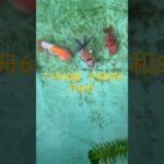 初心者金魚飼育 プラ舟60編　令和8年6月10日　朝の様子